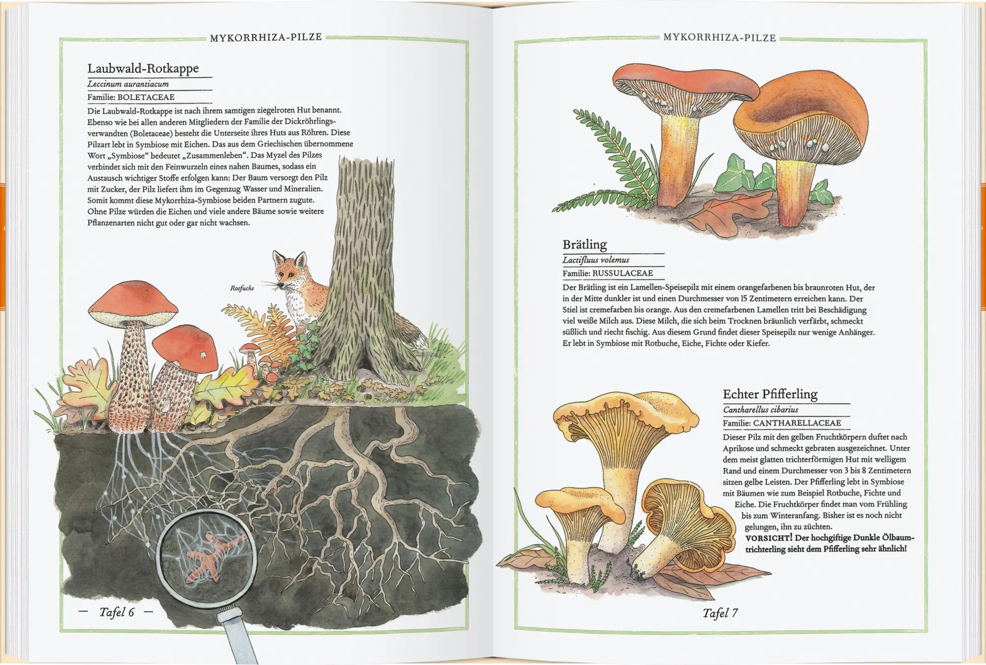 Bild: 9783836963589 | Steinpilz, Trüffel, Pfifferling | Die Welt der Pilze | Aladjidi | Buch