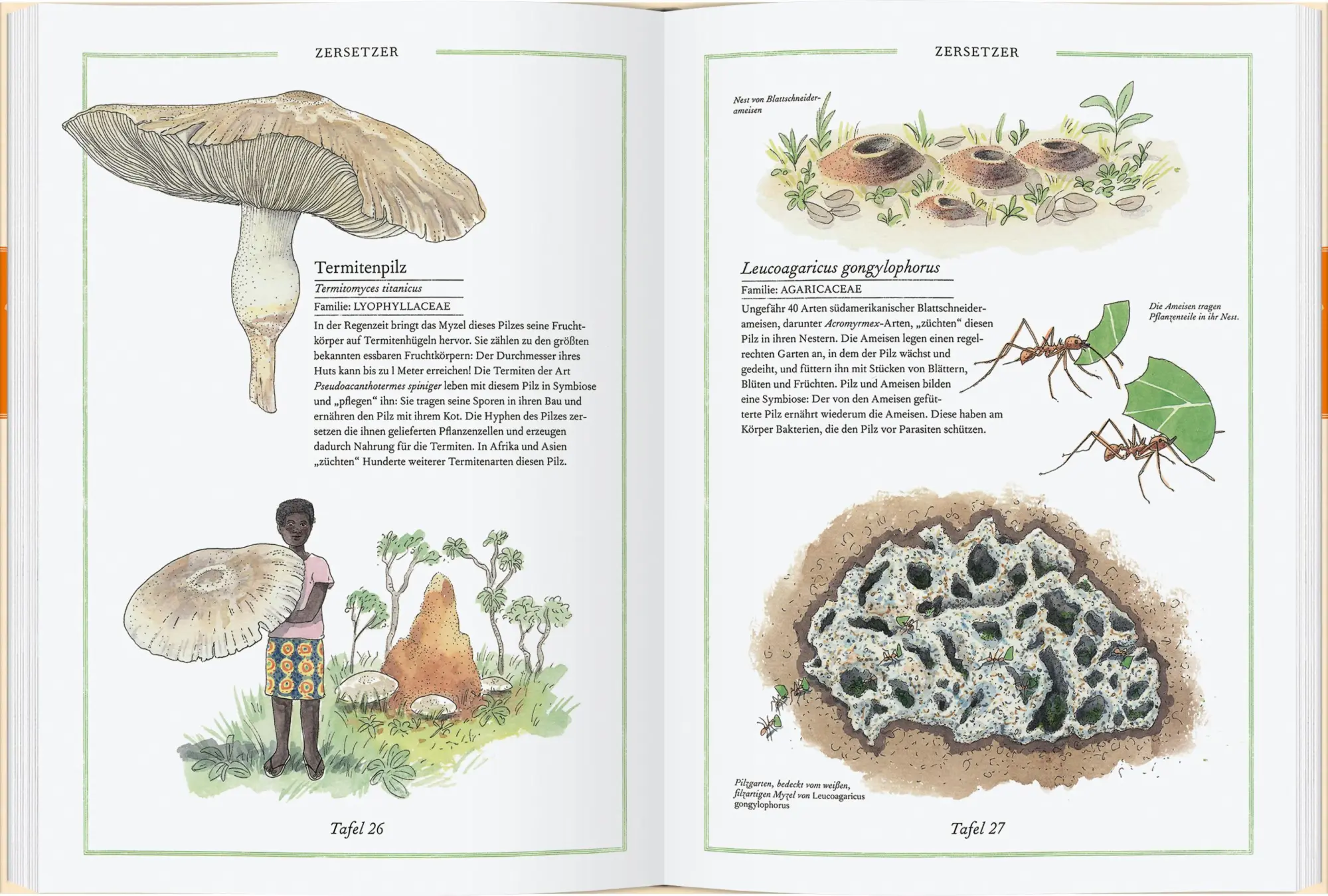 Bild: 9783836963589 | Steinpilz, Trüffel, Pfifferling | Die Welt der Pilze | Aladjidi | Buch