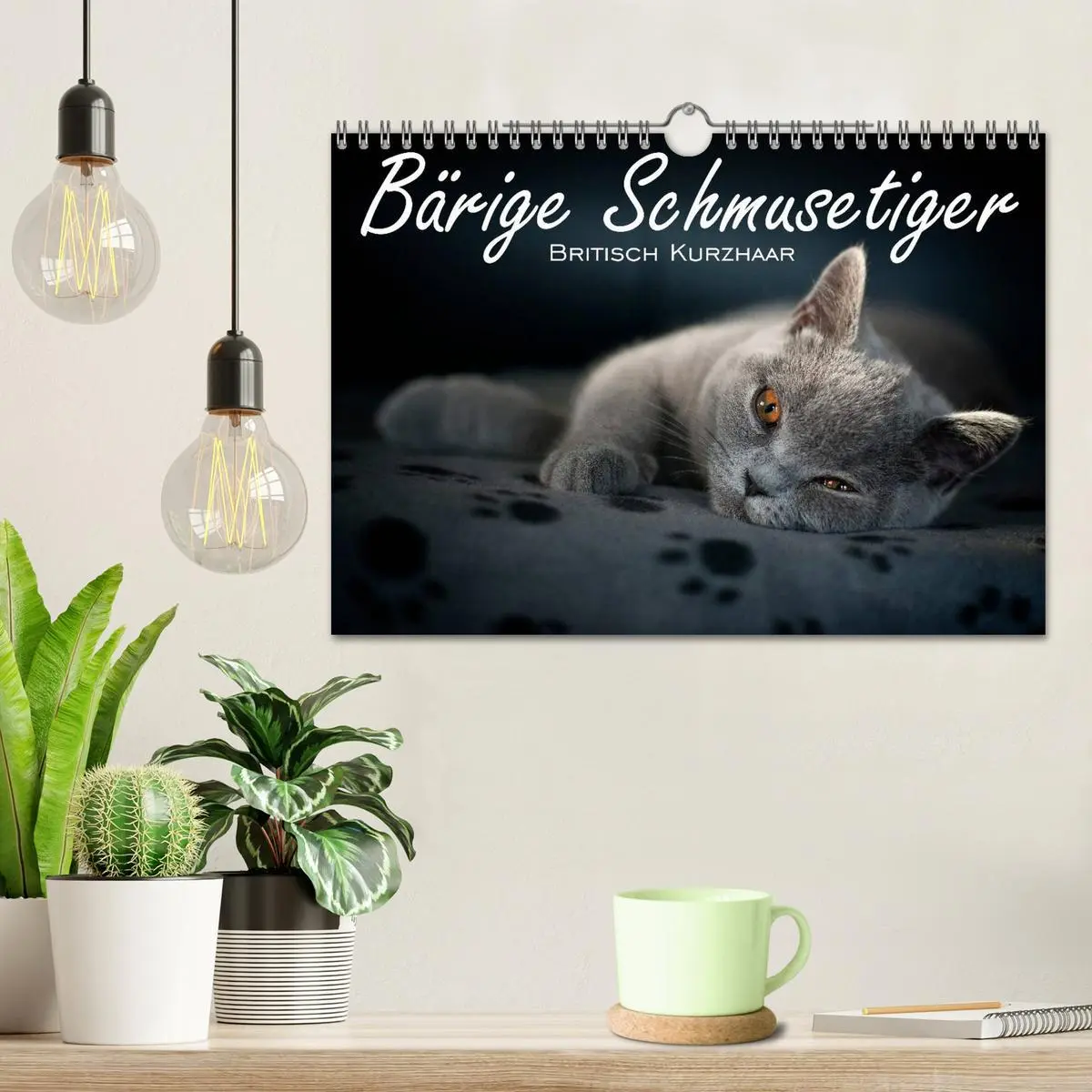 Bild: 9783516163889 | Bärige Schmusetiger - Britisch Kurzhaar (Wandkalender 2026 DIN A4...
