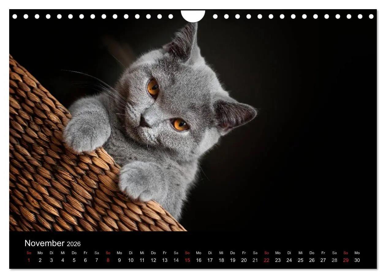 Bild: 9783516163889 | Bärige Schmusetiger - Britisch Kurzhaar (Wandkalender 2026 DIN A4...