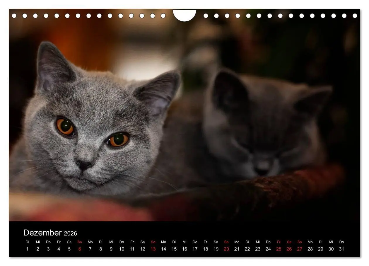 Bild: 9783516163889 | Bärige Schmusetiger - Britisch Kurzhaar (Wandkalender 2026 DIN A4...