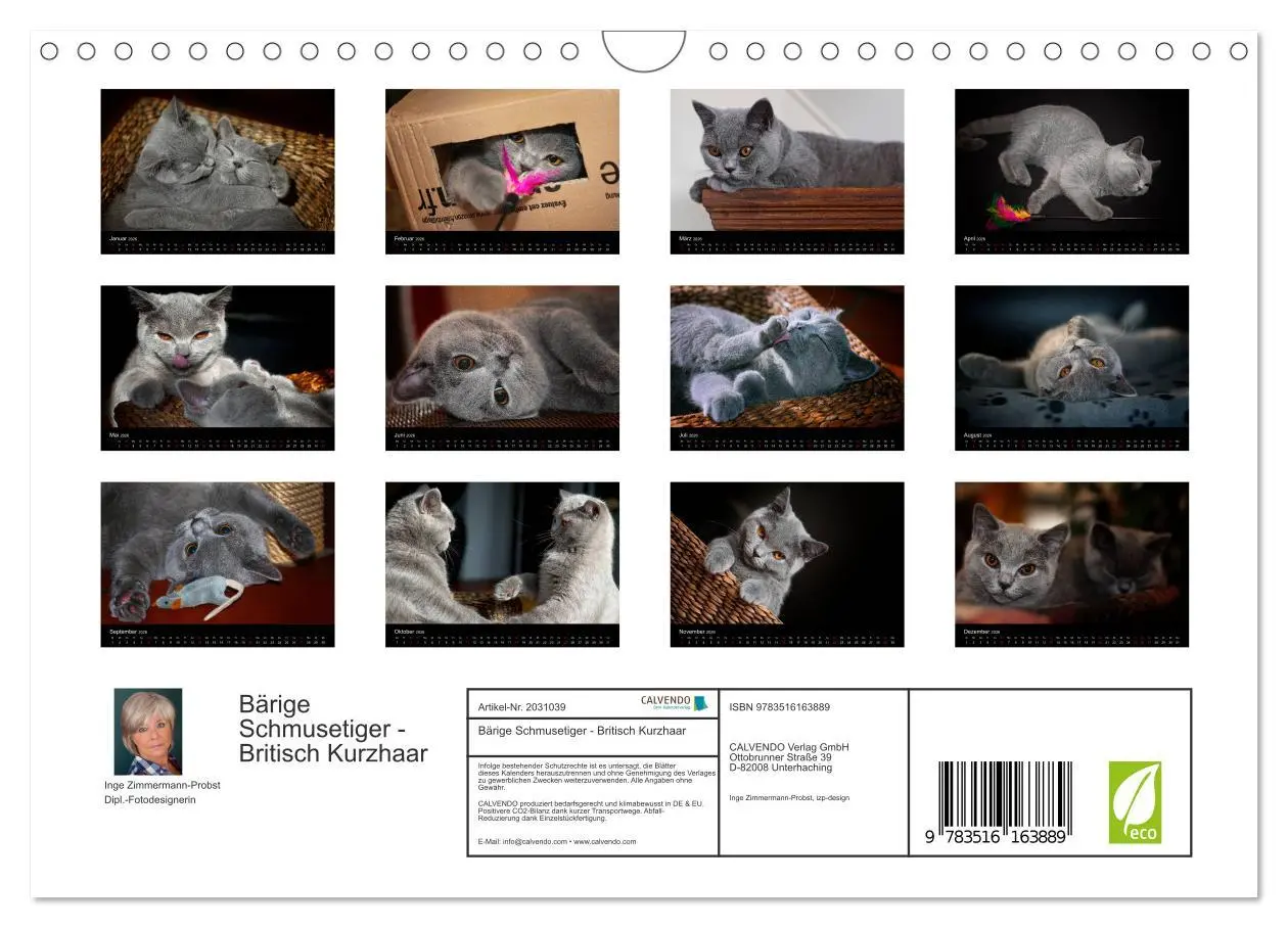 Bild: 9783516163889 | Bärige Schmusetiger - Britisch Kurzhaar (Wandkalender 2026 DIN A4...