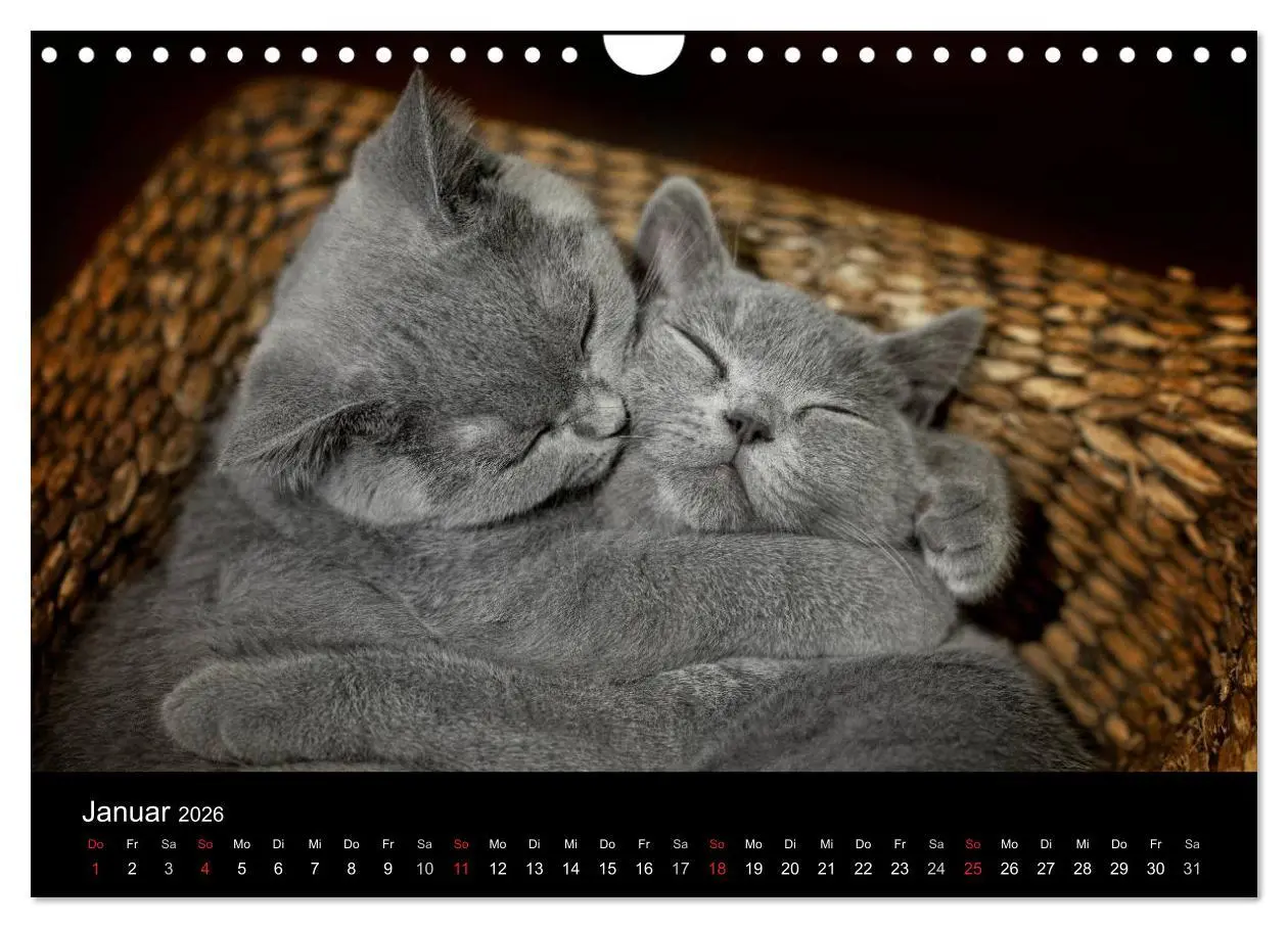 Bild: 9783516163889 | Bärige Schmusetiger - Britisch Kurzhaar (Wandkalender 2026 DIN A4...