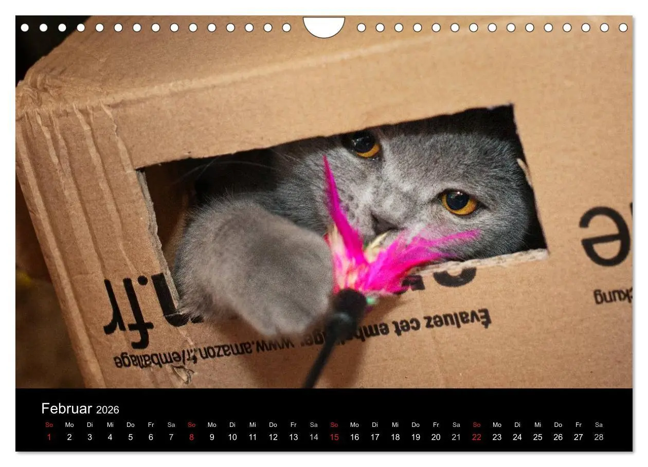 Bild: 9783516163889 | Bärige Schmusetiger - Britisch Kurzhaar (Wandkalender 2026 DIN A4...