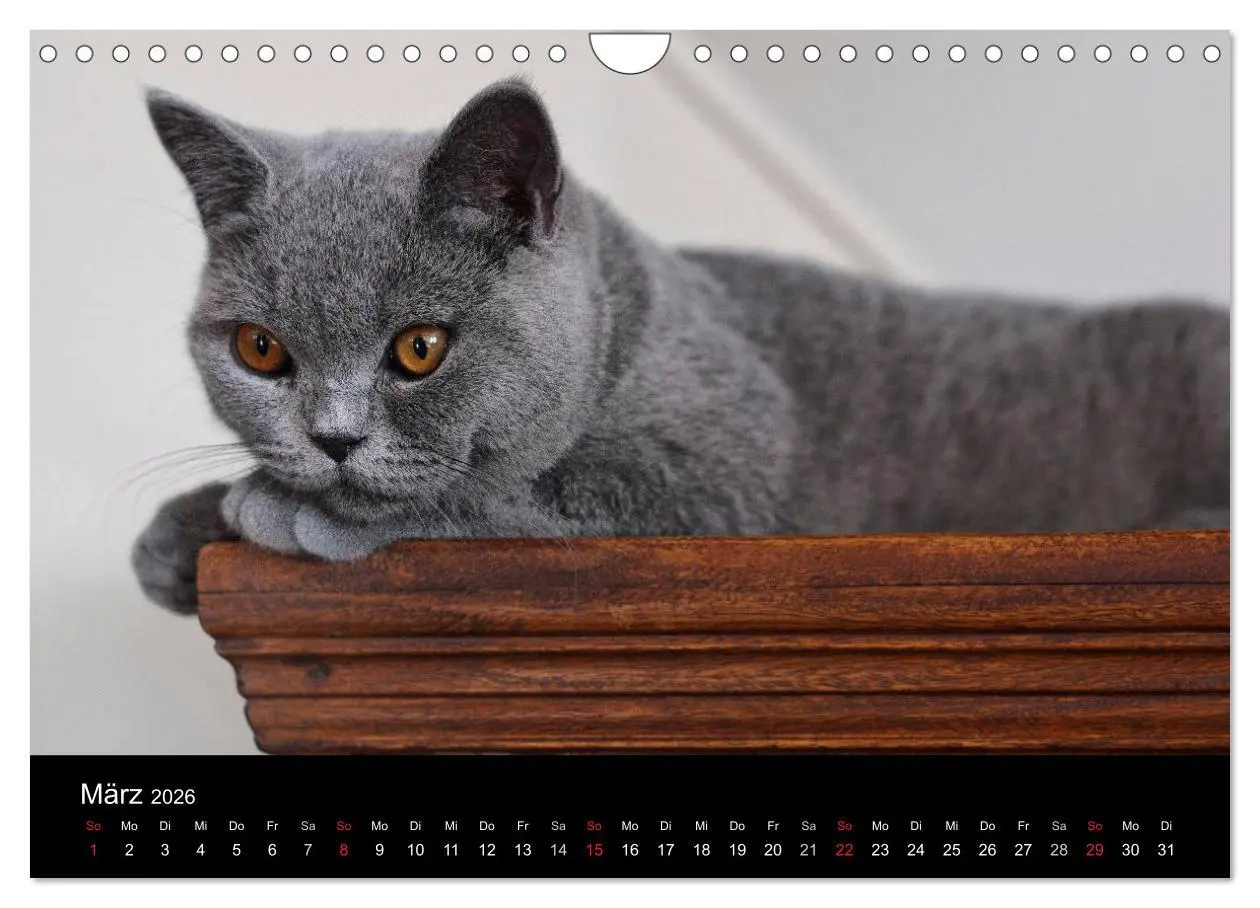 Bild: 9783516163889 | Bärige Schmusetiger - Britisch Kurzhaar (Wandkalender 2026 DIN A4...