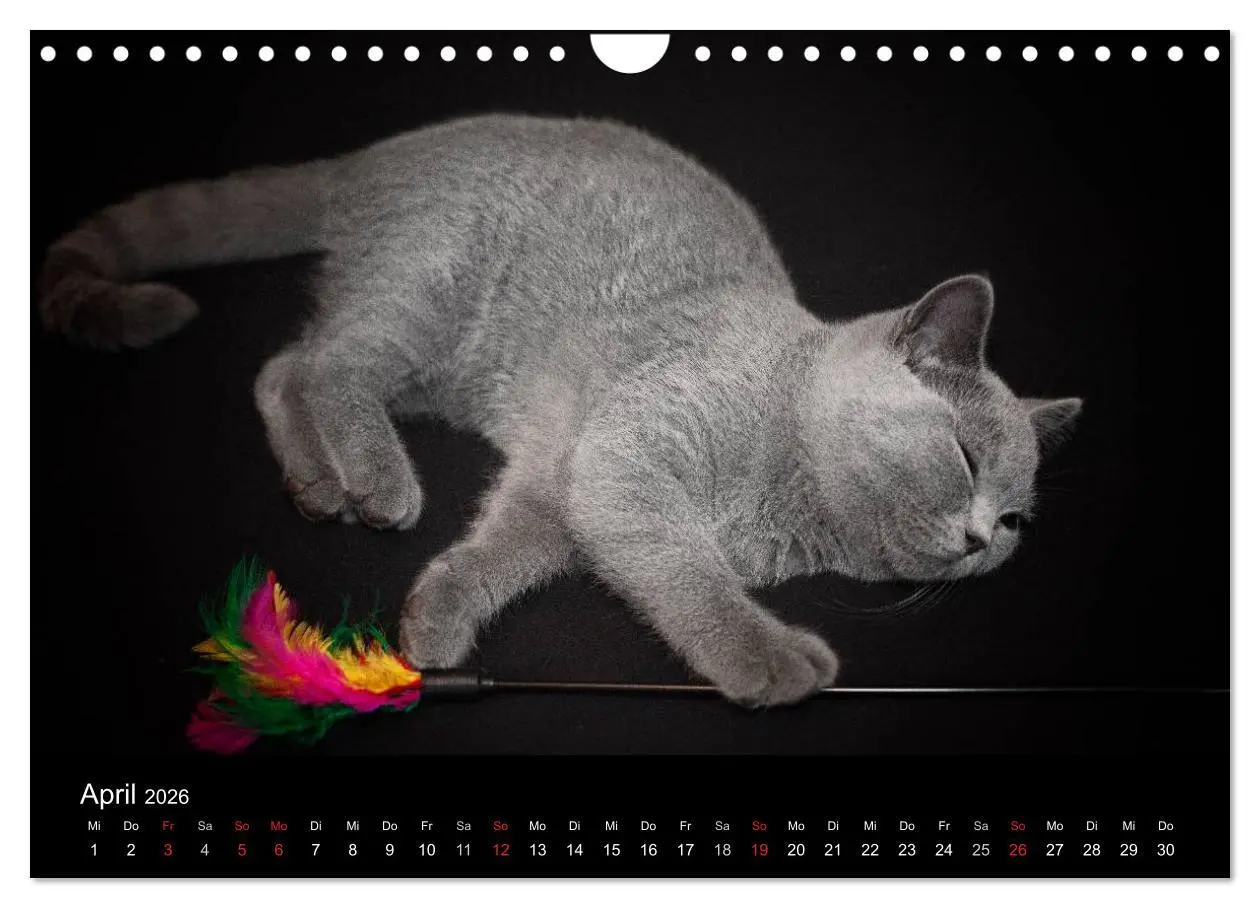 Bild: 9783516163889 | Bärige Schmusetiger - Britisch Kurzhaar (Wandkalender 2026 DIN A4...