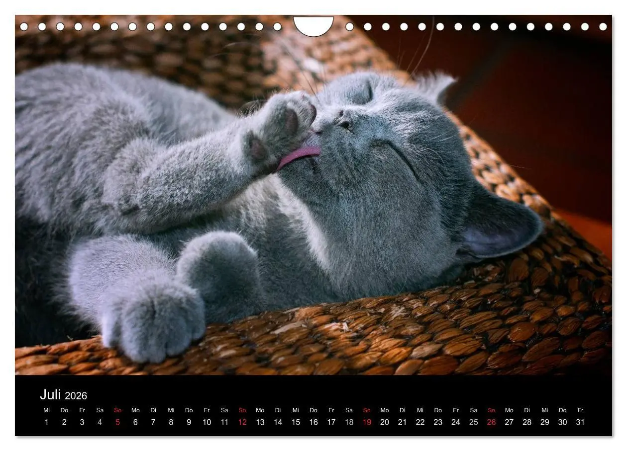 Bild: 9783516163889 | Bärige Schmusetiger - Britisch Kurzhaar (Wandkalender 2026 DIN A4...
