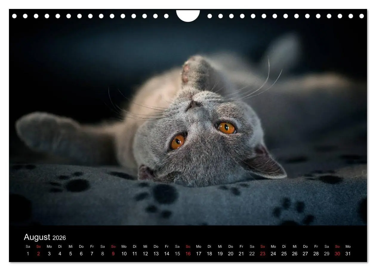 Bild: 9783516163889 | Bärige Schmusetiger - Britisch Kurzhaar (Wandkalender 2026 DIN A4...