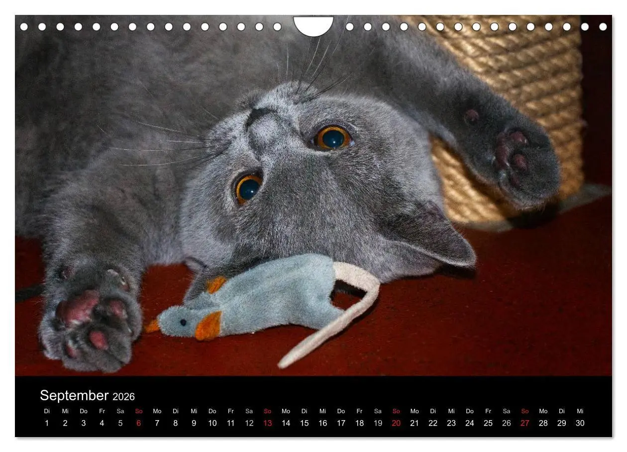 Bild: 9783516163889 | Bärige Schmusetiger - Britisch Kurzhaar (Wandkalender 2026 DIN A4...