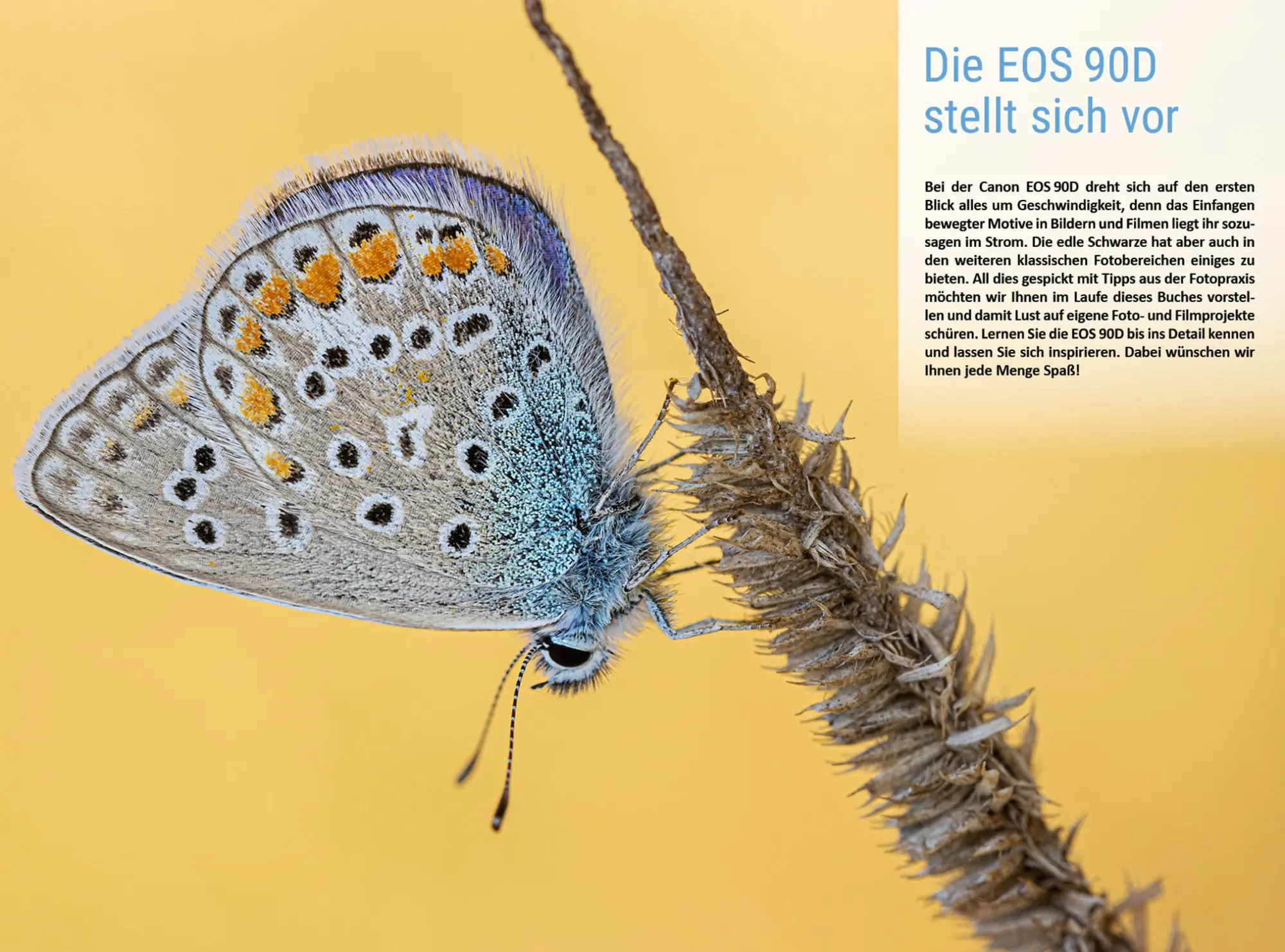 Bild: 9783832803889 | Canon EOS 90D | Das umfangreiche Praxisbuch zu Ihrer Kamera! | Buch