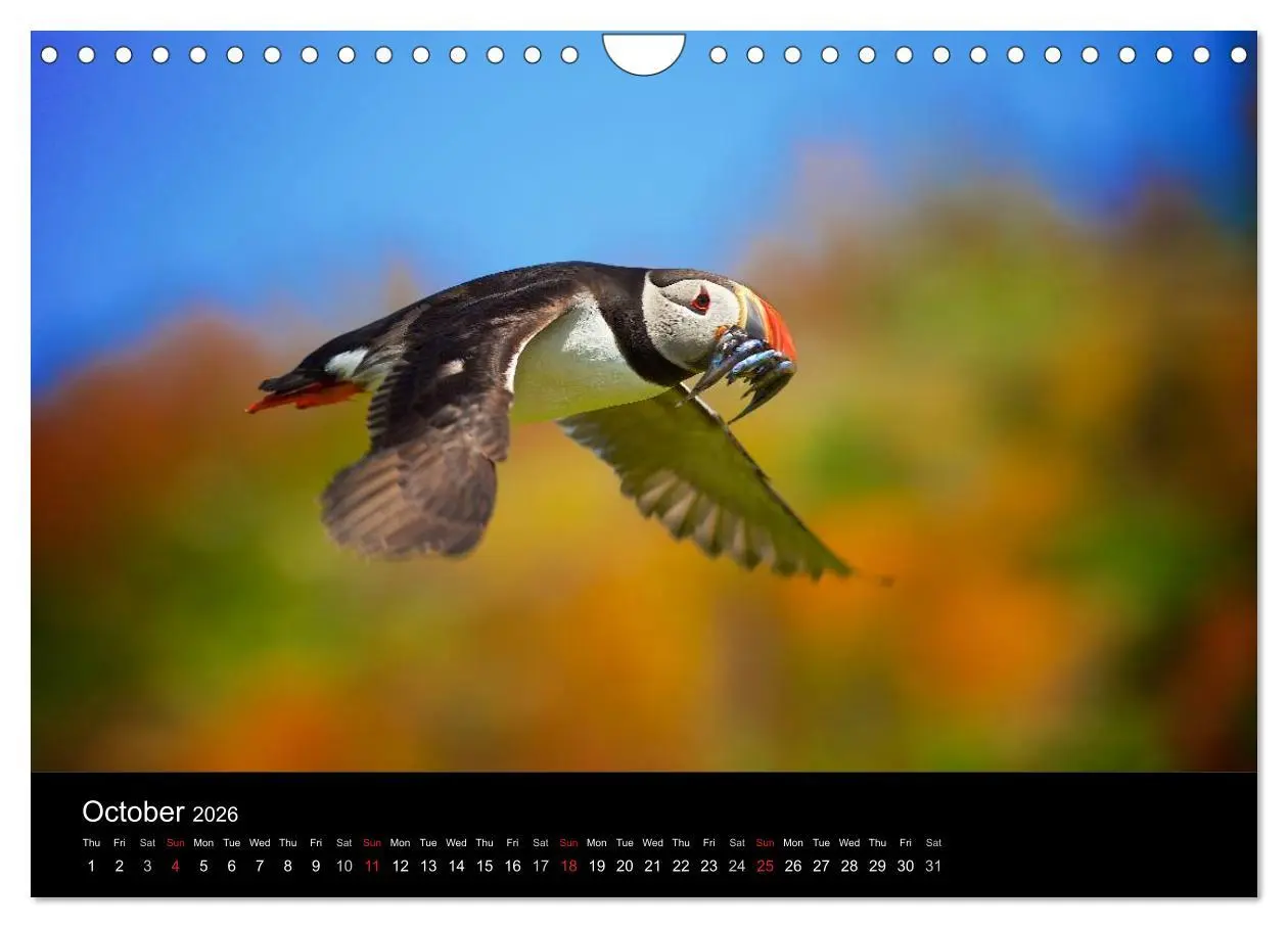 Bild: 9783516574289 | ATLANTIC PUFFINS OF SCOTLAND (Wall Calendar 2026 DIN A4 landscape),...