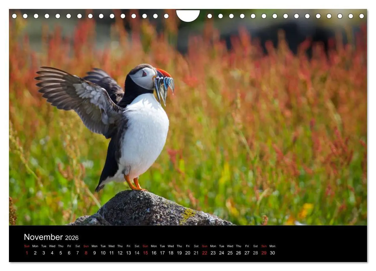 Bild: 9783516574289 | ATLANTIC PUFFINS OF SCOTLAND (Wall Calendar 2026 DIN A4 landscape),...