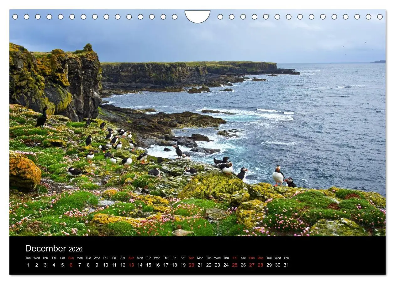Bild: 9783516574289 | ATLANTIC PUFFINS OF SCOTLAND (Wall Calendar 2026 DIN A4 landscape),...