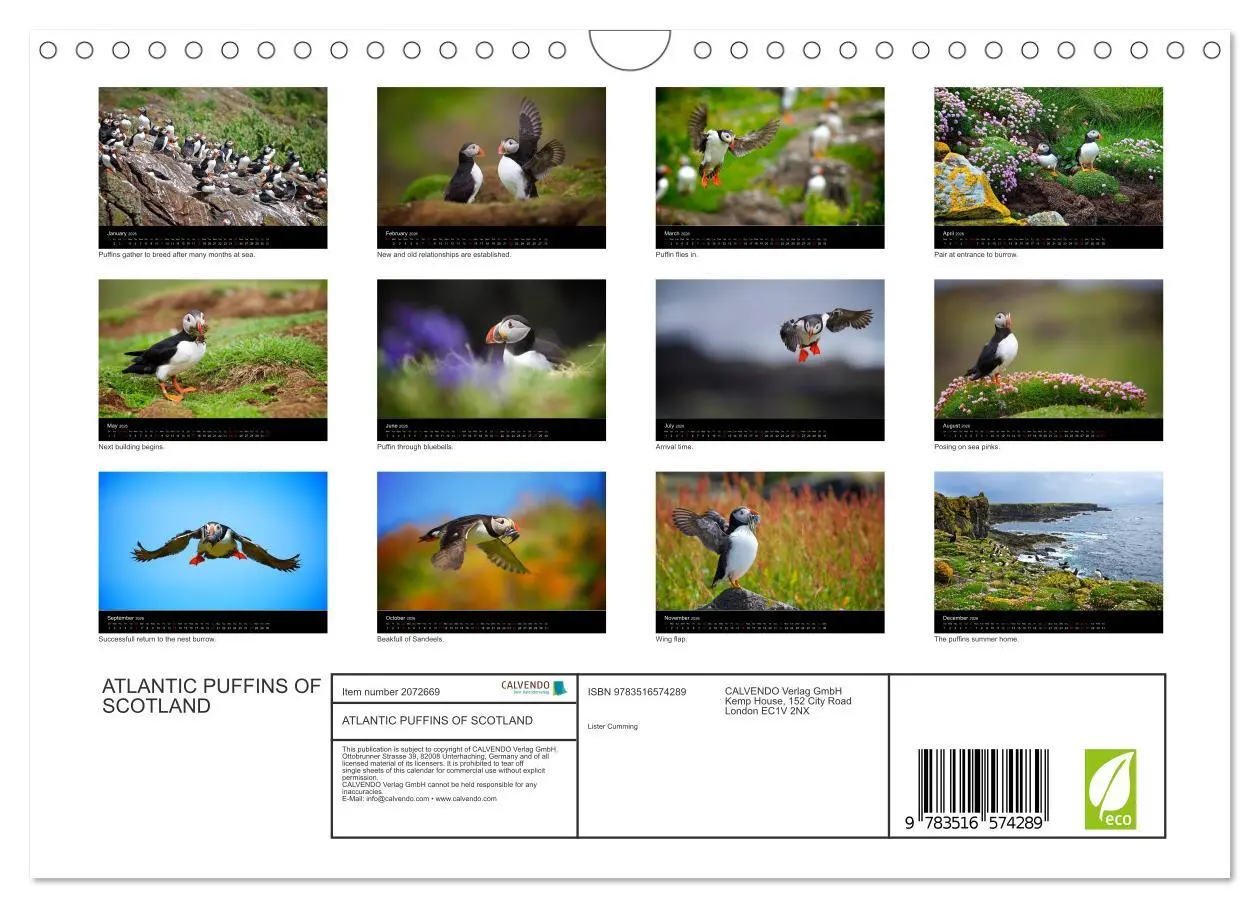 Bild: 9783516574289 | ATLANTIC PUFFINS OF SCOTLAND (Wall Calendar 2026 DIN A4 landscape),...