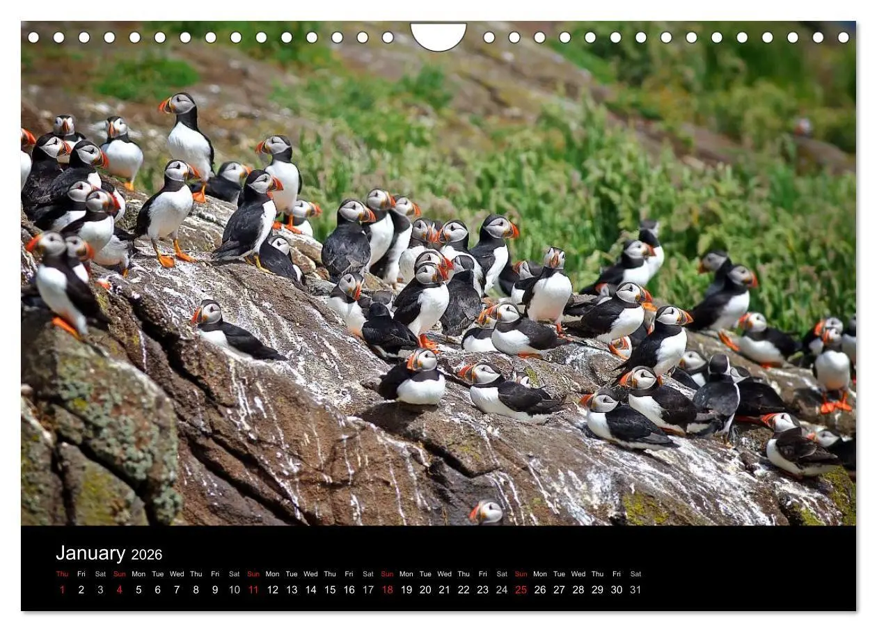 Bild: 9783516574289 | ATLANTIC PUFFINS OF SCOTLAND (Wall Calendar 2026 DIN A4 landscape),...