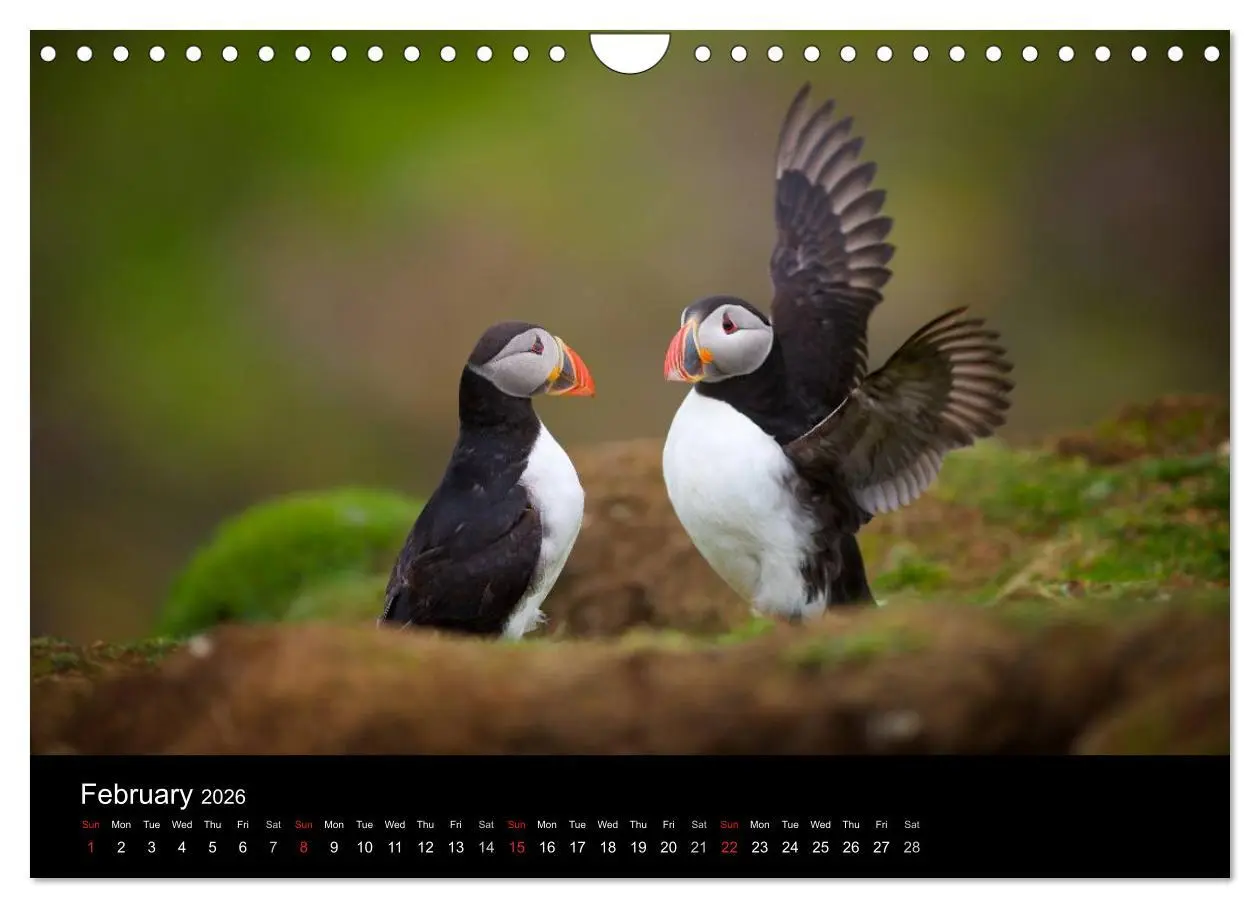 Bild: 9783516574289 | ATLANTIC PUFFINS OF SCOTLAND (Wall Calendar 2026 DIN A4 landscape),...