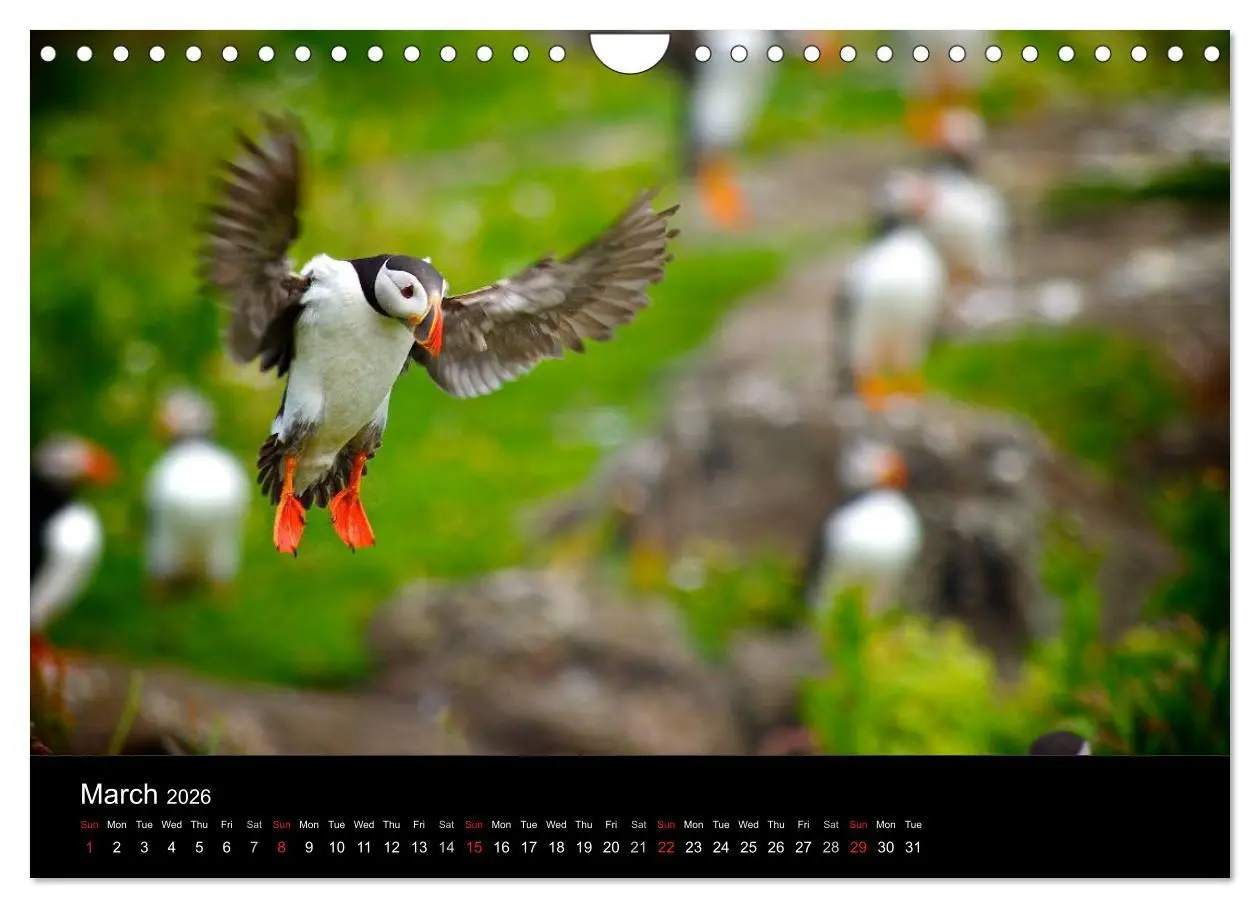 Bild: 9783516574289 | ATLANTIC PUFFINS OF SCOTLAND (Wall Calendar 2026 DIN A4 landscape),...