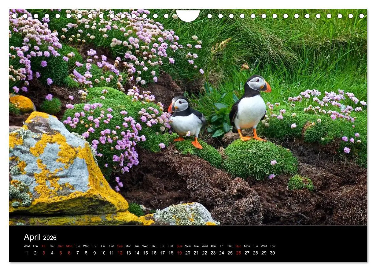 Bild: 9783516574289 | ATLANTIC PUFFINS OF SCOTLAND (Wall Calendar 2026 DIN A4 landscape),...