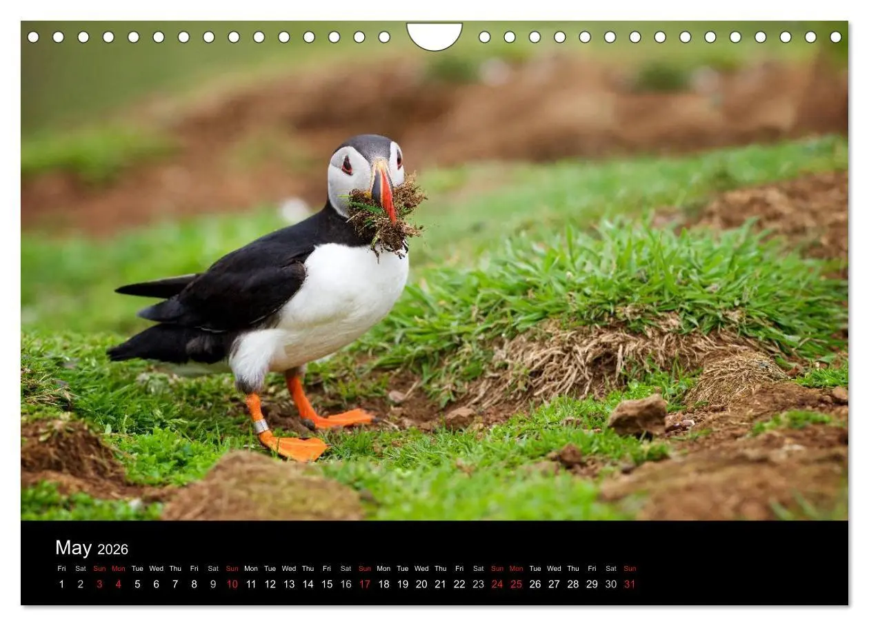 Bild: 9783516574289 | ATLANTIC PUFFINS OF SCOTLAND (Wall Calendar 2026 DIN A4 landscape),...