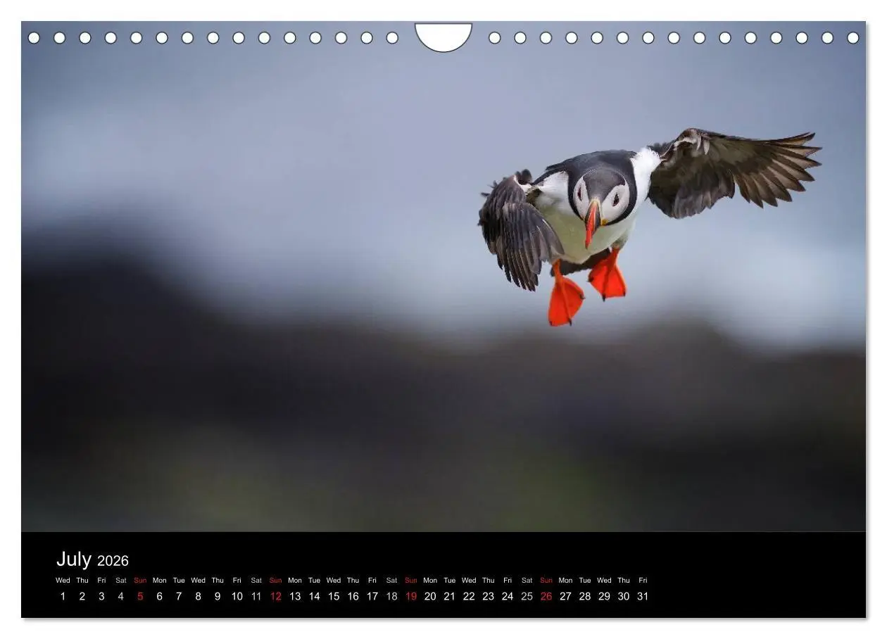 Bild: 9783516574289 | ATLANTIC PUFFINS OF SCOTLAND (Wall Calendar 2026 DIN A4 landscape),...