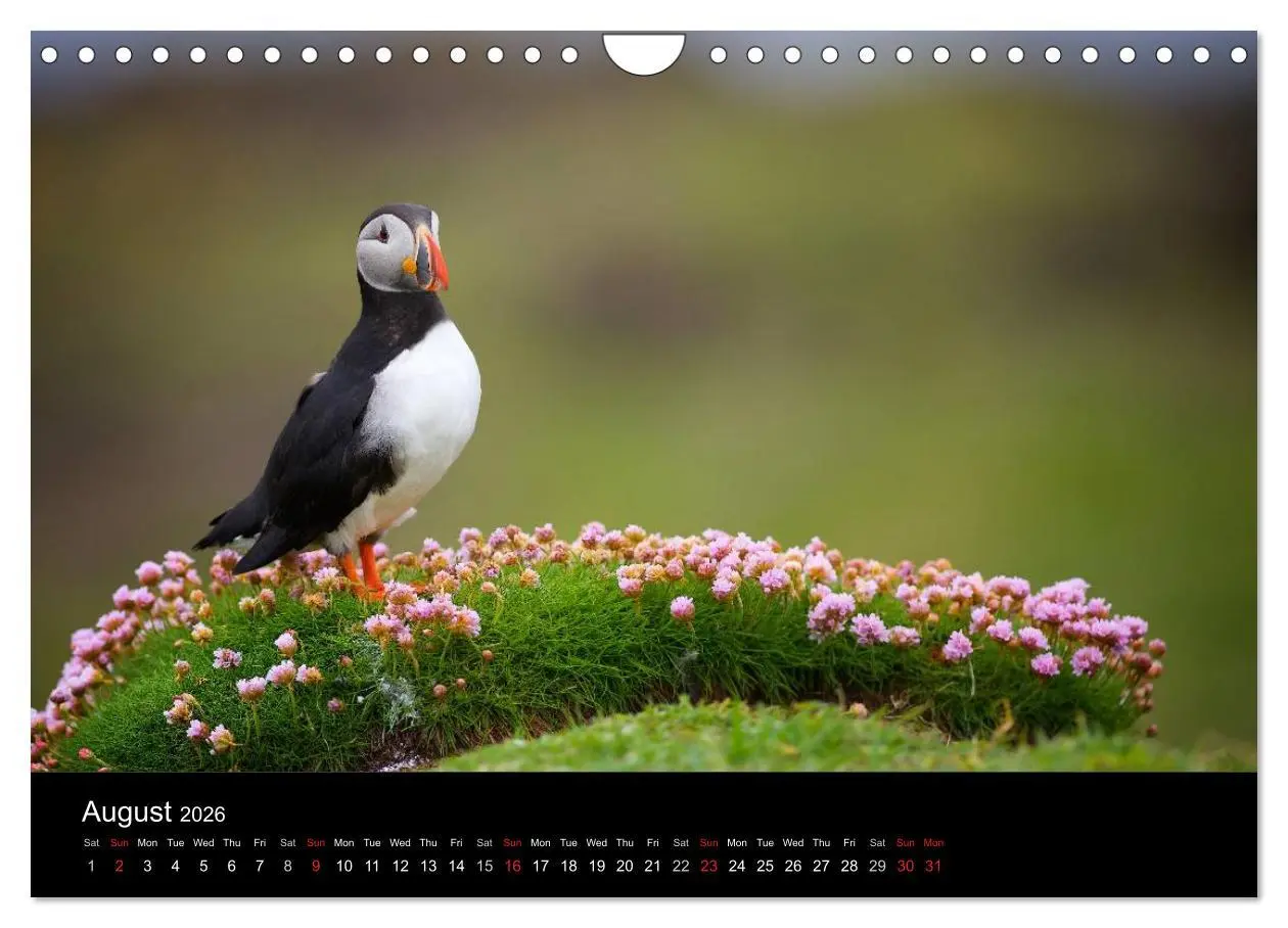 Bild: 9783516574289 | ATLANTIC PUFFINS OF SCOTLAND (Wall Calendar 2026 DIN A4 landscape),...
