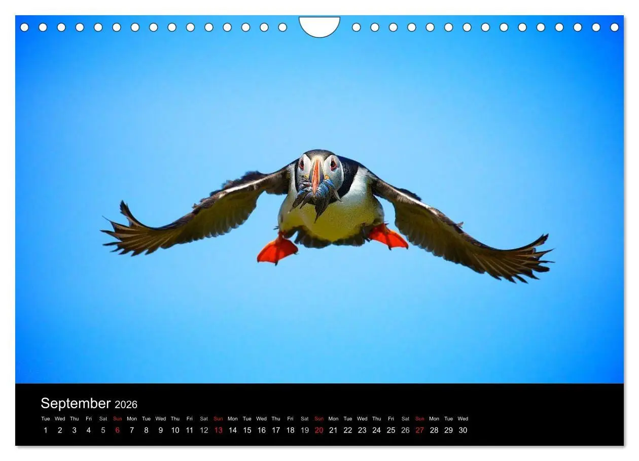 Bild: 9783516574289 | ATLANTIC PUFFINS OF SCOTLAND (Wall Calendar 2026 DIN A4 landscape),...