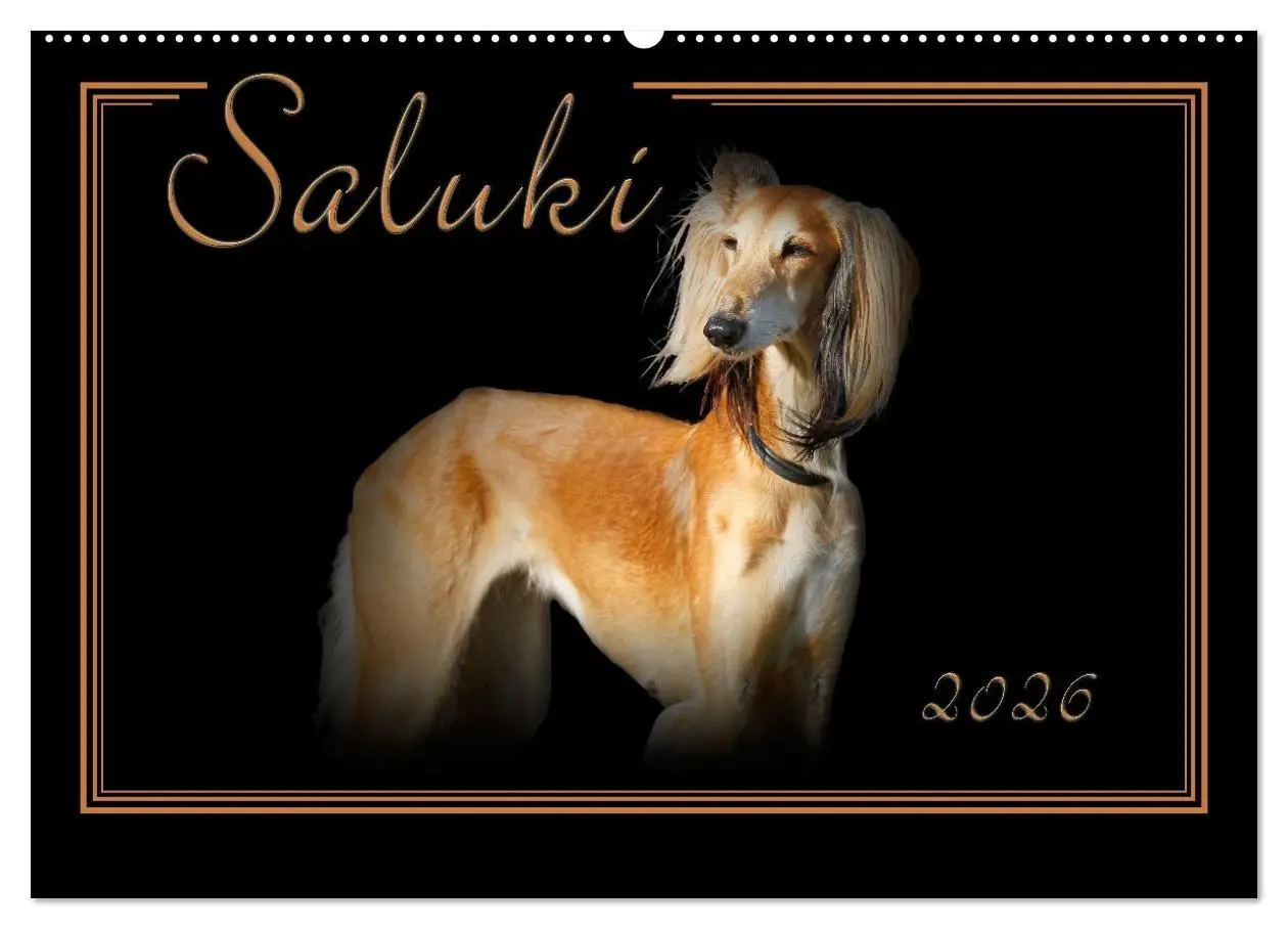 Cover: 9783457544389 | Saluki 2026 (Wandkalender 2026 DIN A2 quer), CALVENDO Monatskalender