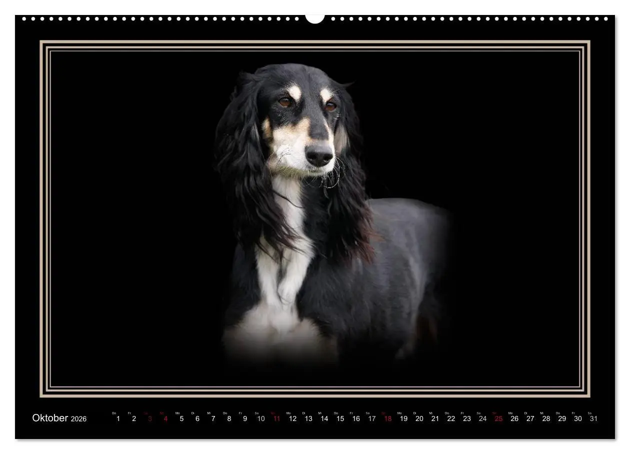 Bild: 9783457544389 | Saluki 2026 (Wandkalender 2026 DIN A2 quer), CALVENDO Monatskalender