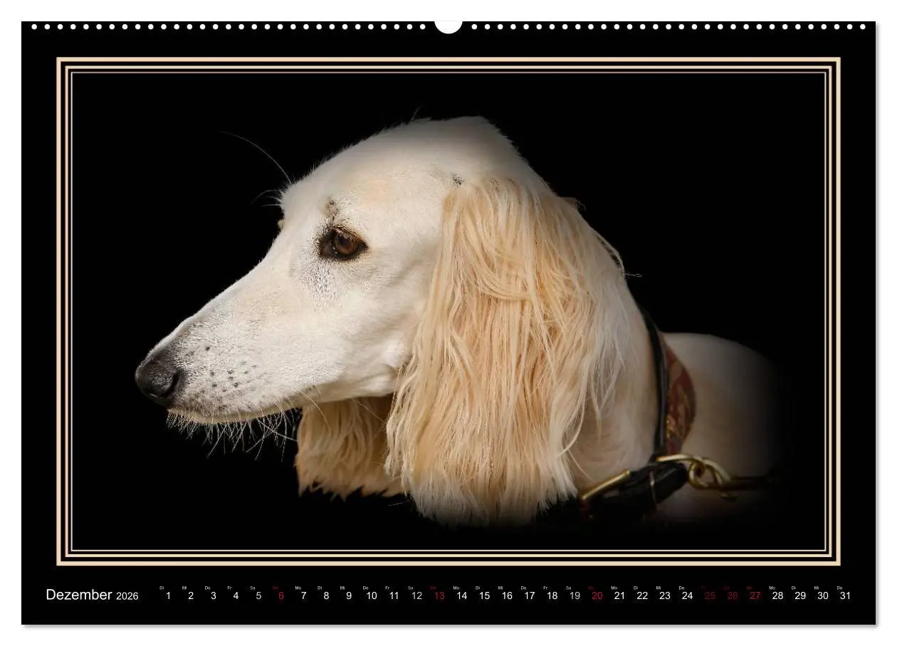 Bild: 9783457544389 | Saluki 2026 (Wandkalender 2026 DIN A2 quer), CALVENDO Monatskalender