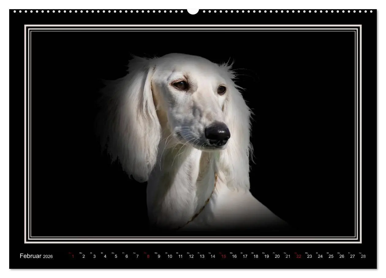 Bild: 9783457544389 | Saluki 2026 (Wandkalender 2026 DIN A2 quer), CALVENDO Monatskalender