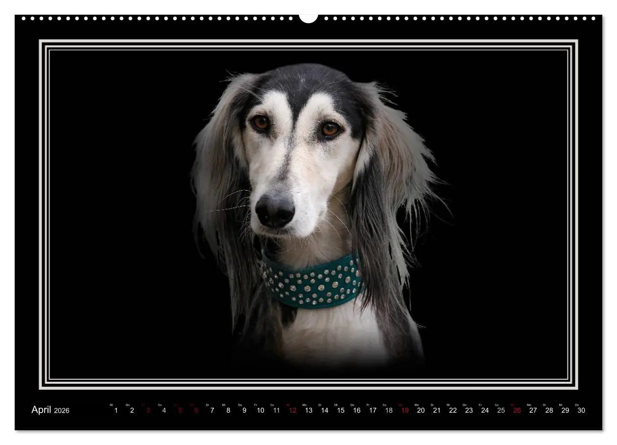 Bild: 9783457544389 | Saluki 2026 (Wandkalender 2026 DIN A2 quer), CALVENDO Monatskalender