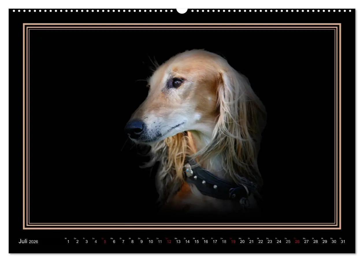 Bild: 9783457544389 | Saluki 2026 (Wandkalender 2026 DIN A2 quer), CALVENDO Monatskalender