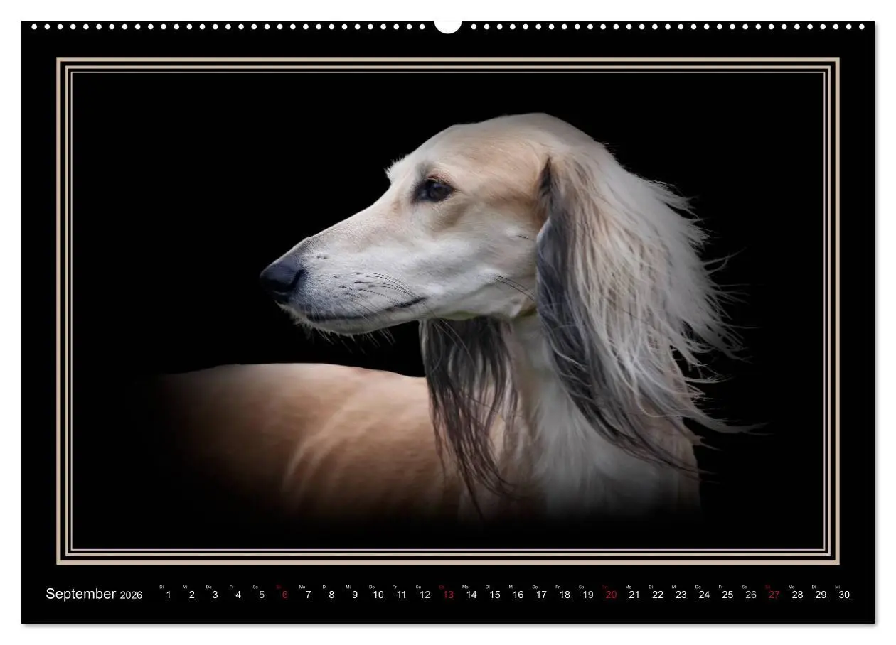 Bild: 9783457544389 | Saluki 2026 (Wandkalender 2026 DIN A2 quer), CALVENDO Monatskalender