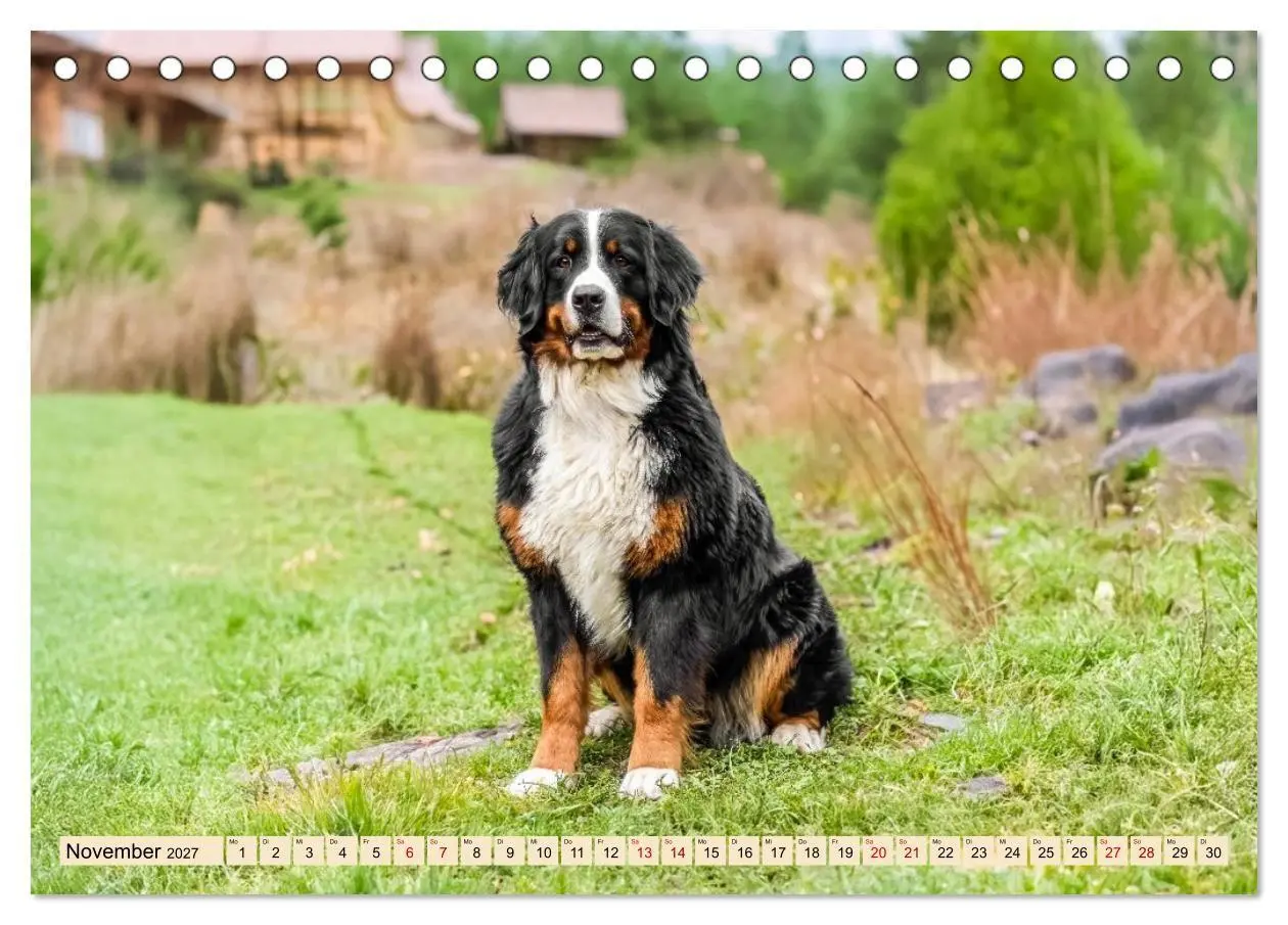Bild: 9783516874389 | Berner Sennenhunde - Mit jedem Blick ein Stück Geborgenheit...