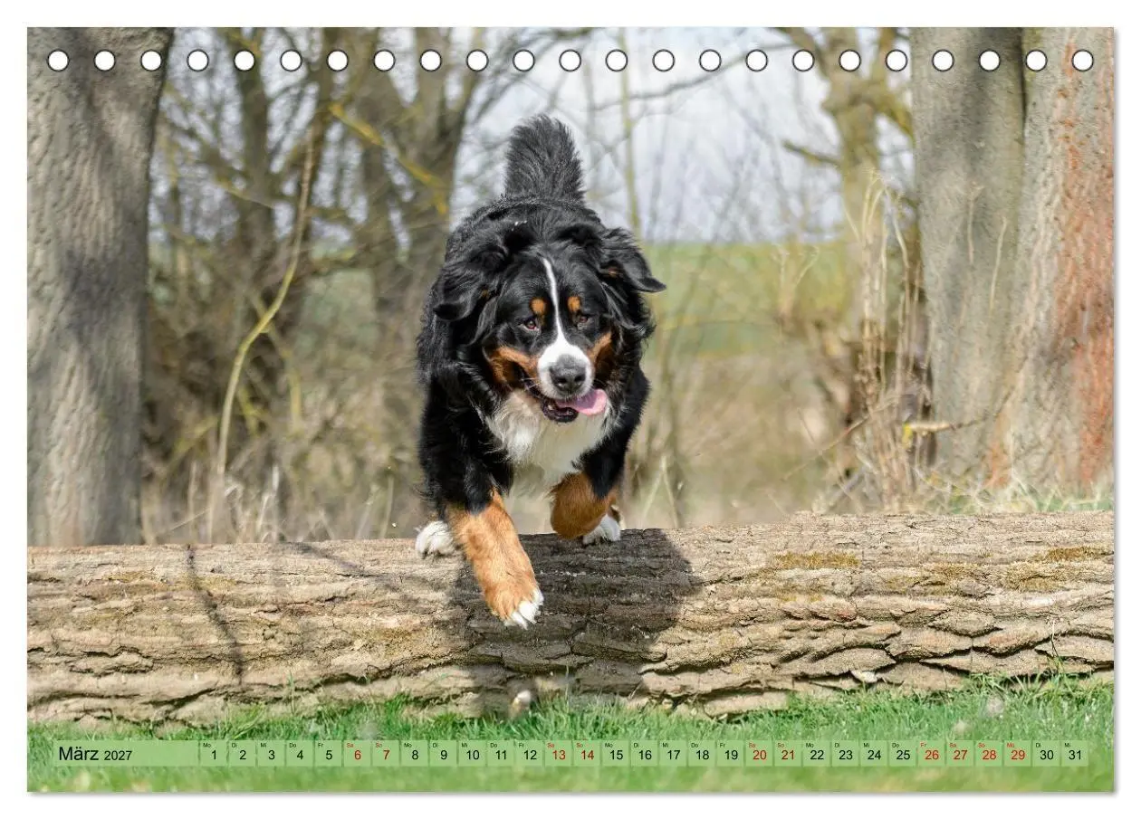 Bild: 9783516874389 | Berner Sennenhunde - Mit jedem Blick ein Stück Geborgenheit...