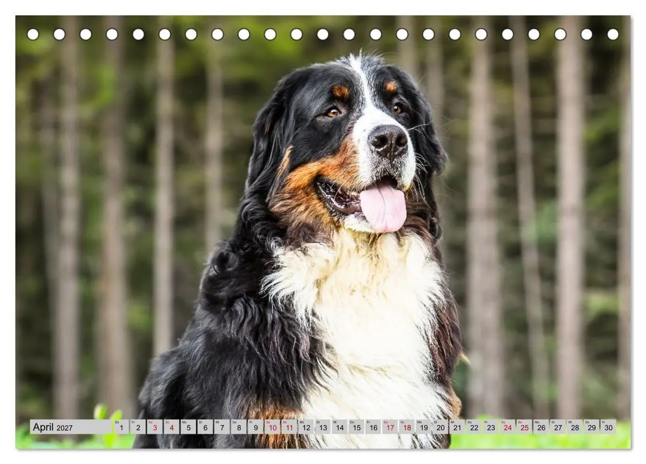 Bild: 9783516874389 | Berner Sennenhunde - Mit jedem Blick ein Stück Geborgenheit...