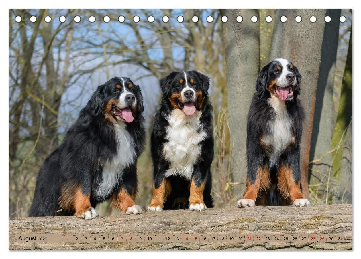 Bild: 9783516874389 | Berner Sennenhunde - Mit jedem Blick ein Stück Geborgenheit...