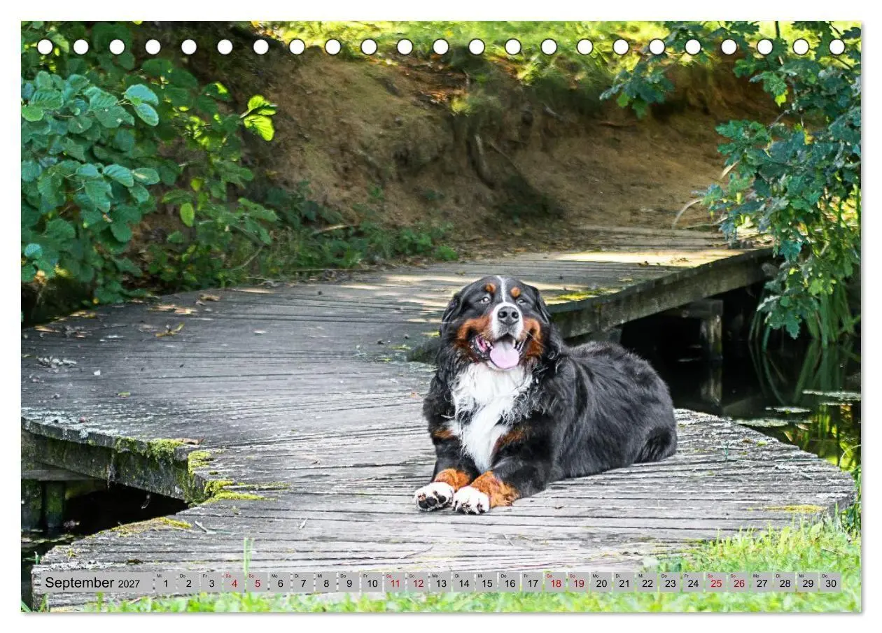 Bild: 9783516874389 | Berner Sennenhunde - Mit jedem Blick ein Stück Geborgenheit...