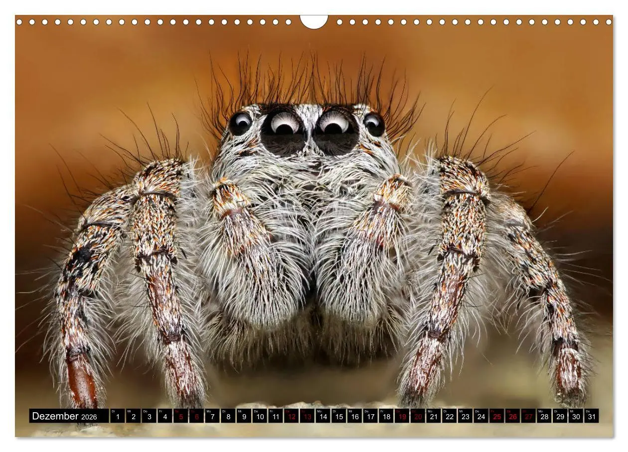 Bild: 9783457844489 | Faszination Makrofotografie: Springspinnen (Wandkalender 2026 DIN...