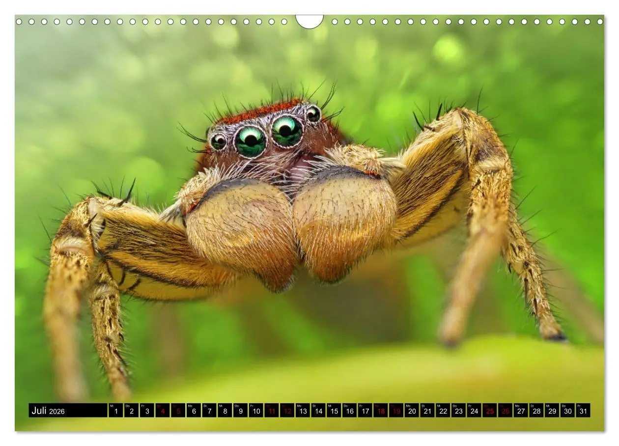 Bild: 9783457844489 | Faszination Makrofotografie: Springspinnen (Wandkalender 2026 DIN...