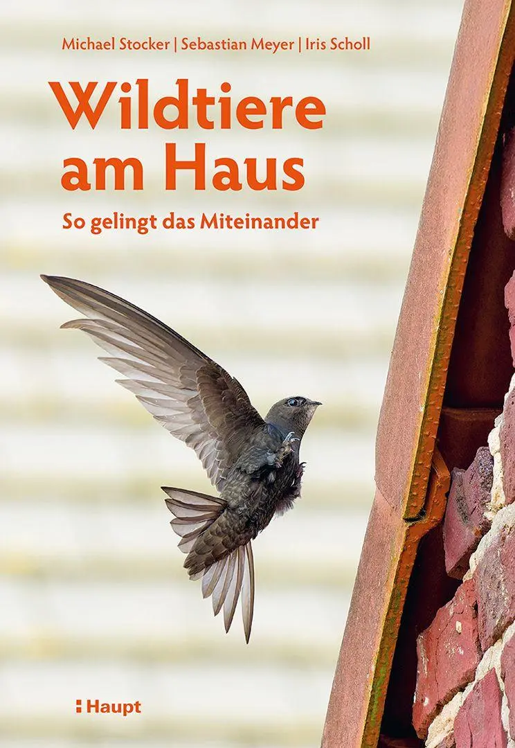 Cover: 9783258084589 | Wildtiere am Haus | So gelingt das Miteinander | Stocker (u. a.)
