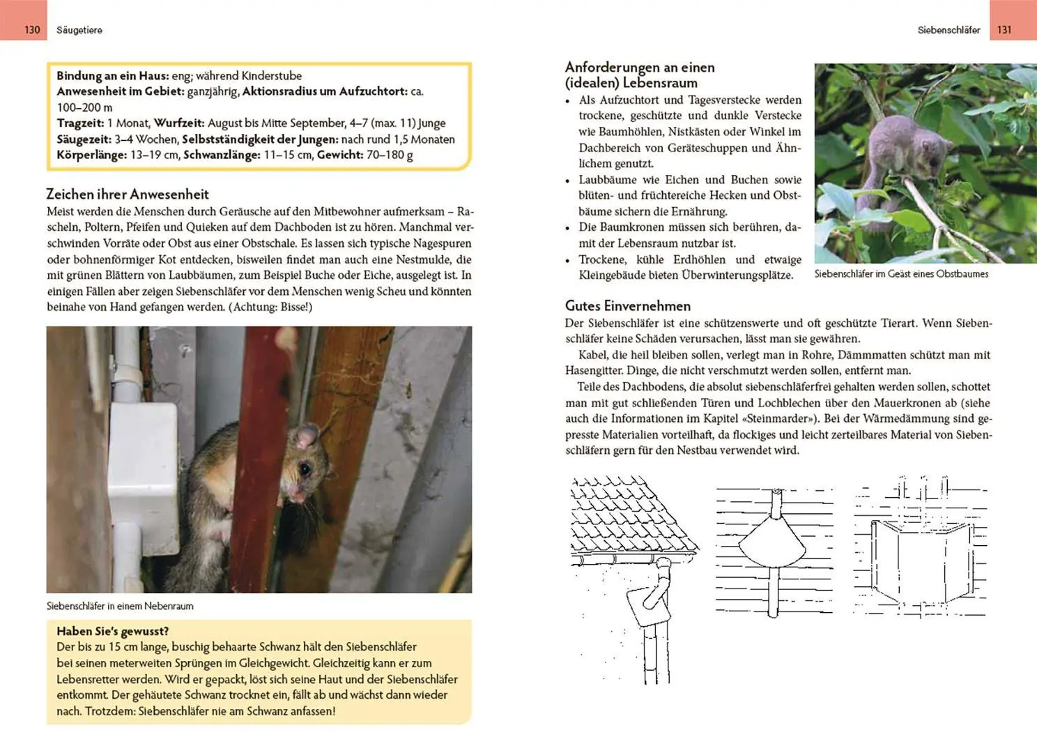 Bild: 9783258084589 | Wildtiere am Haus | So gelingt das Miteinander | Stocker (u. a.)