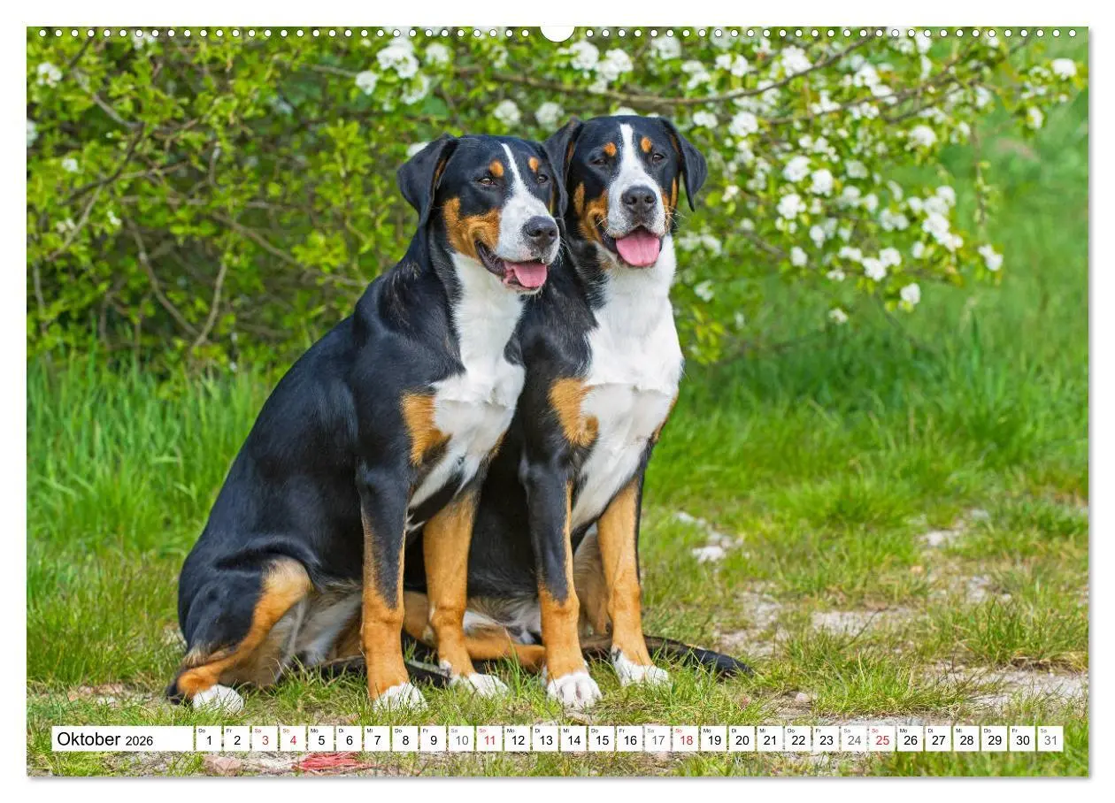 Bild: 9783457824689 | Schweizer Sennenhunde - die Hunde aus den Schweizer Alpen...