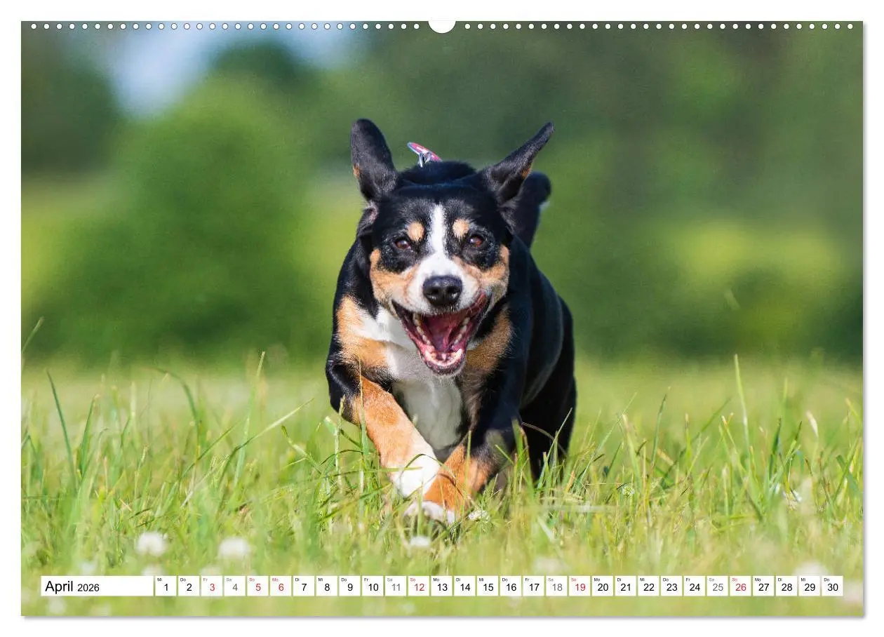 Bild: 9783457824689 | Schweizer Sennenhunde - die Hunde aus den Schweizer Alpen...