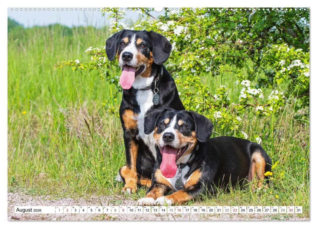 Bild: 9783457824689 | Schweizer Sennenhunde - die Hunde aus den Schweizer Alpen...