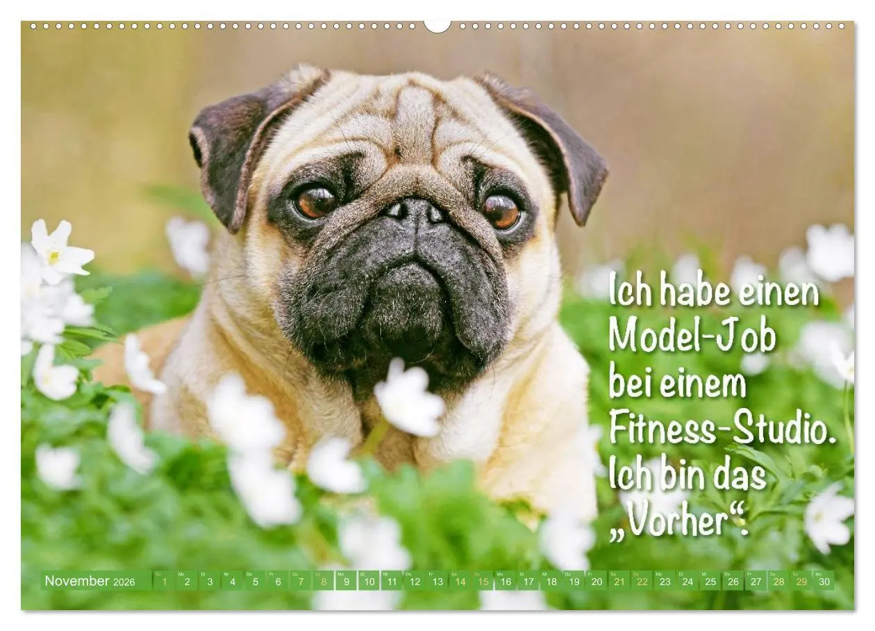 Bild: 9783516604689 | Mopsala: Vom Glück, ein Mops zu sein (Wandkalender 2026 DIN A2...