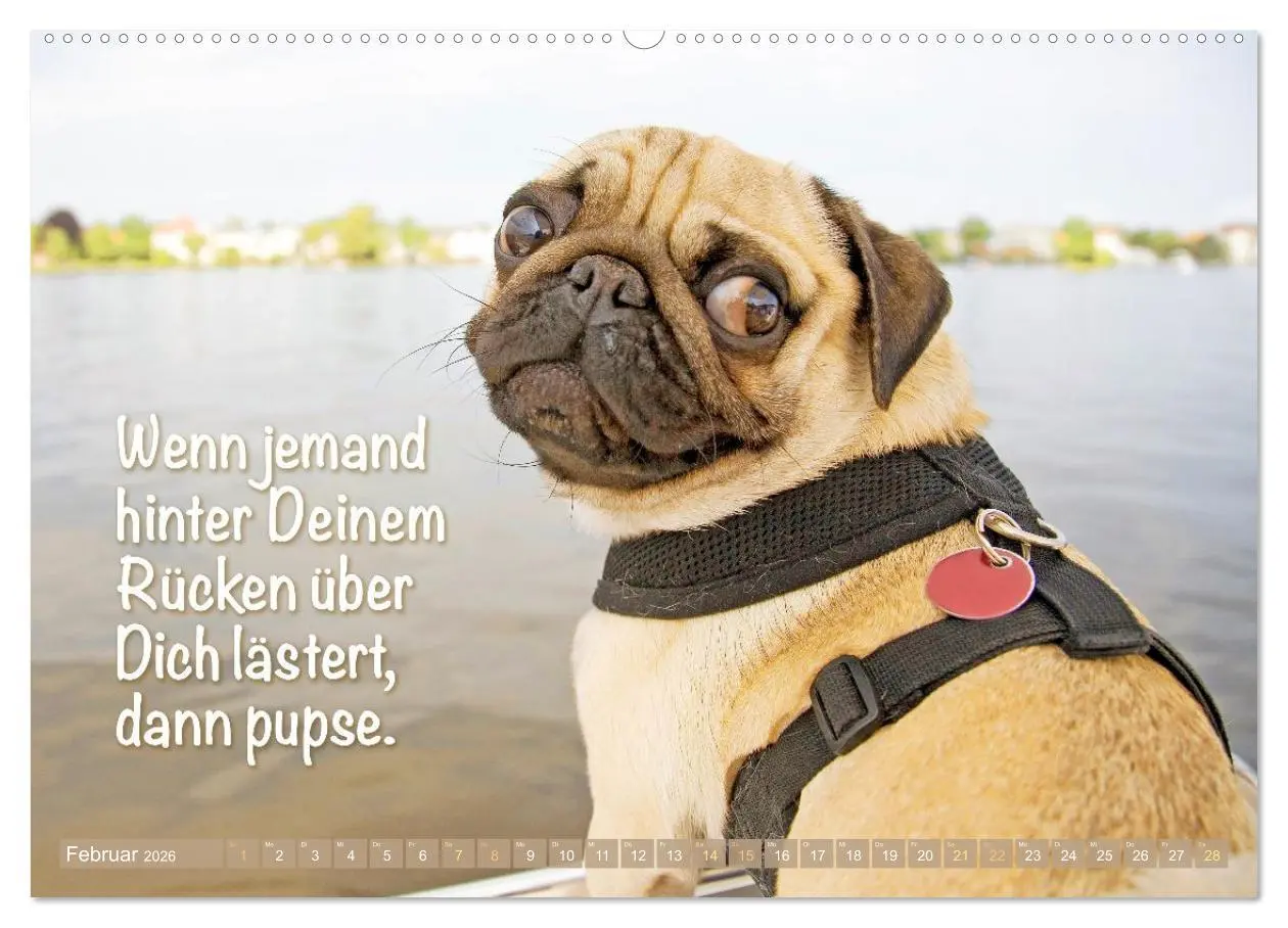 Bild: 9783516604689 | Mopsala: Vom Glück, ein Mops zu sein (Wandkalender 2026 DIN A2...