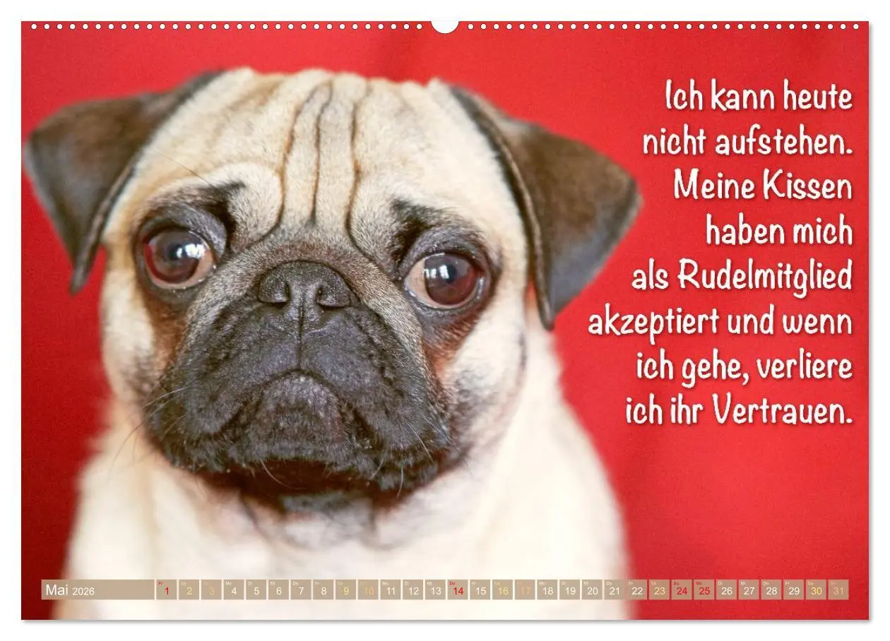 Bild: 9783516604689 | Mopsala: Vom Glück, ein Mops zu sein (Wandkalender 2026 DIN A2...