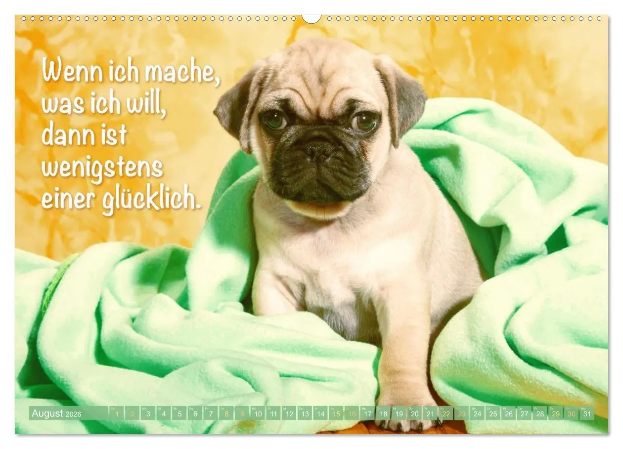 Bild: 9783516604689 | Mopsala: Vom Glück, ein Mops zu sein (Wandkalender 2026 DIN A2...