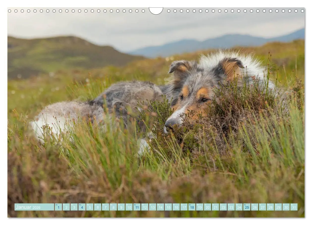 Bild: 9783457744789 | Highland-Collies - Auf vier Pfoten durch Schottland und Irland...